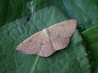 Blair's Mocha Isles of Scilly06 240 copy