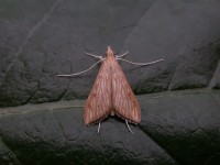 Catalaunalis Isles of Scilly06 116 copy