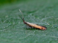Coleophora sp trifolii_J4X4067