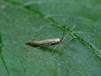 Coleophora trifolii_J4X4031