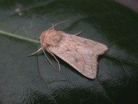 Delicate 037615