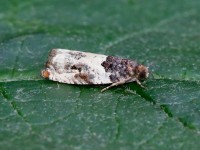 Gypsonoma dealbana _J4X4054