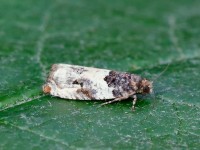 Gypsonoma dealbana_J4X4058