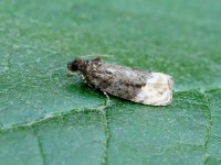 Hedya ochroleucana_J4X4020