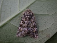 Isles of Scilly06 091 copy