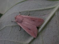 Isles of Scilly06 094 copy