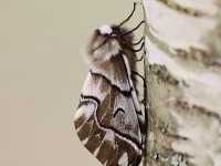 Kentish-Glory-female-05820245