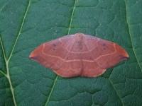 Oak Hook-tip DSC00954