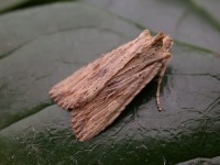 Pale Pinion Isles of Scilly06 168