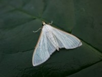 Palpita vitrealis Isles of Scilly06 161