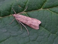 Rush Veneer DSC00962