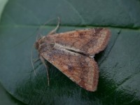 Scarce B Straw Isles of Scilly06 097 copy
