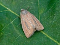 Small Rufous_J4X4012