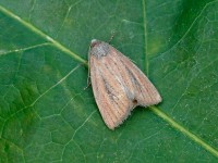 Small Rufous_J4X4015