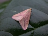 Vestal Isles of Scilly06 164 copy