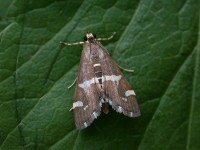 recurvalis Isles of Scilly06 232