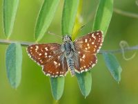 001-orbedredunderwingskipper