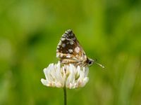 002-orbedredunderwingskipper2