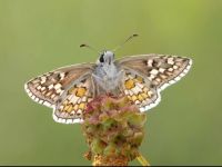 004-yellowbandedskiper2