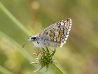 005-yellowbandedskipper3