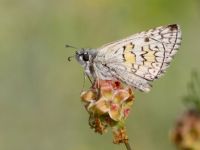 006-yellowbandedskipper4