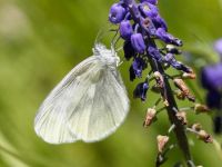 016-easternwoodwhite2