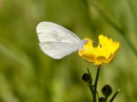 017-easternwoodwhite3