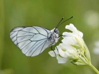 018-black-veinedwhite1