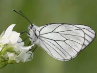 019-black-veinedwhite2