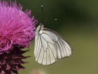 020-black-veinedwhite3