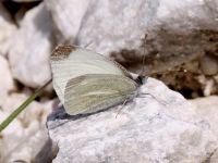 022-mountainsmallwhite1