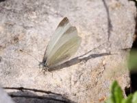 023-mountainsmallwhite2