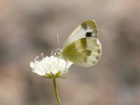 024-kruperssmallwhite1