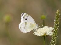 025-krueperssmallwhite2