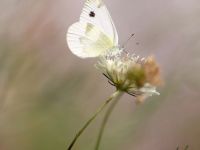 026-krueperssmallwhite3