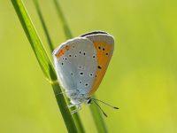 030-largecopper-male1