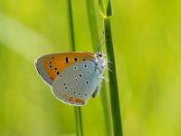 031-largecopper-male2