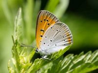 032-largecopper-male3