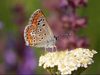 037-brownargus1