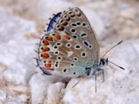 040-adonisblue-male1