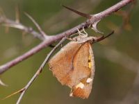 045-nettletreebutterfly2