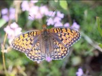 049-darkgreenfritillary1