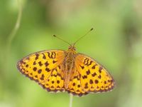 050-highbrownfritillary1
