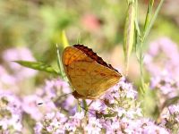 051-highbrownfitillary1