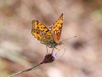 052-niobefritillary1