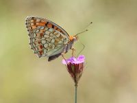 053-niobefritillary2