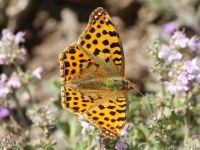 054-queenofspainfritillary1