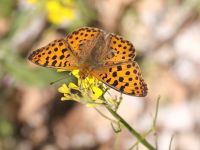 055-queenofspainfritillary2