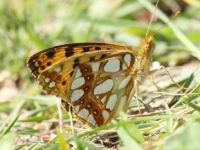 056-queenofspainfritillary3