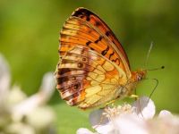 057-marbledfritillary1